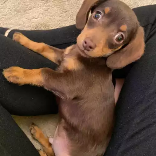 Miniature Dachshund Dog For Sale in London, Greater London, England