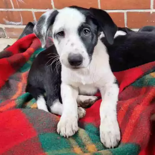 Border Collie Dog For Sale in Whitefield, Greater Manchester