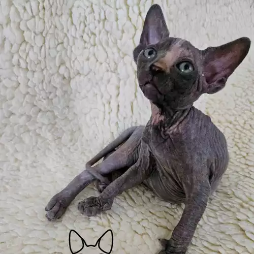 Sphynx Cat For Sale in Peterborough