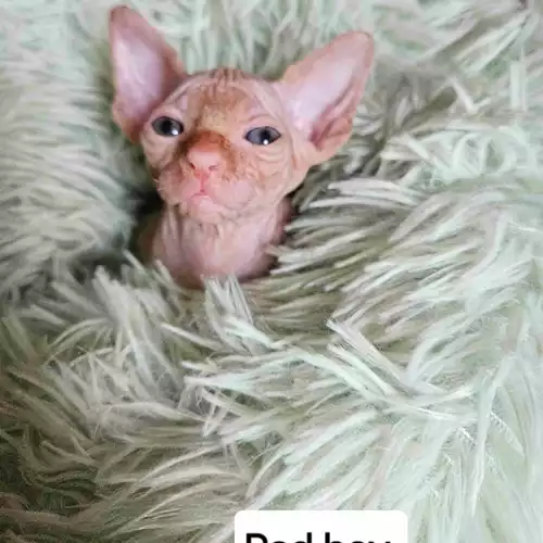 Sphynx Cat For Sale in Peterborough