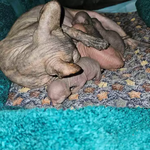 Sphynx Cat For Sale in Peterborough