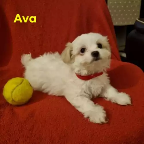 Maltese Dog For Sale in Borehamwood, Hertfordshire