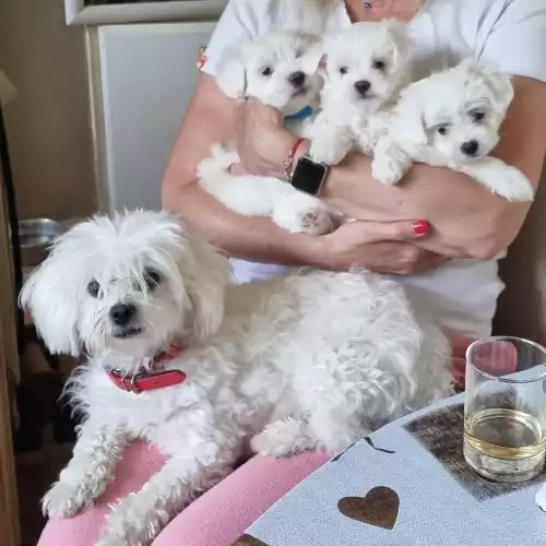 Maltese Dog For Sale in Borehamwood, Hertfordshire