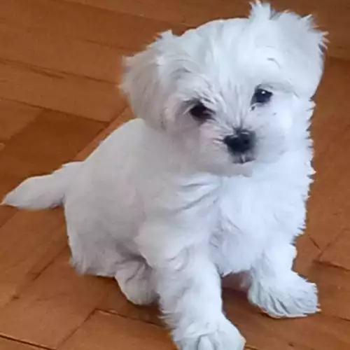 Maltese Dog For Sale in Borehamwood, Hertfordshire