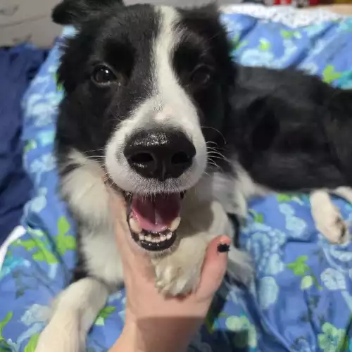 Border Collie Dog For Adoption in London