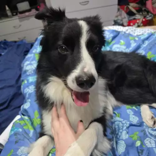 Border Collie Dog For Adoption in London