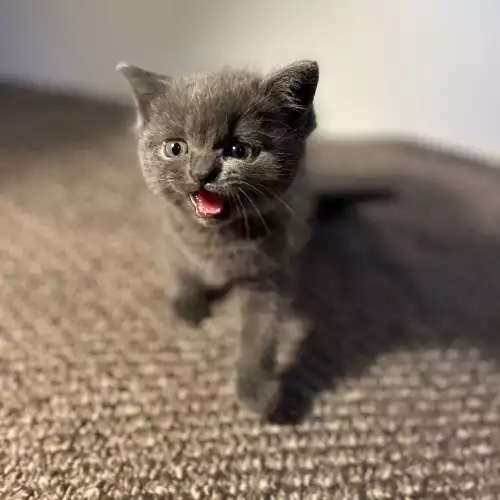 British Shorthair Cat For Sale in Oldham, Greater Manchester, England