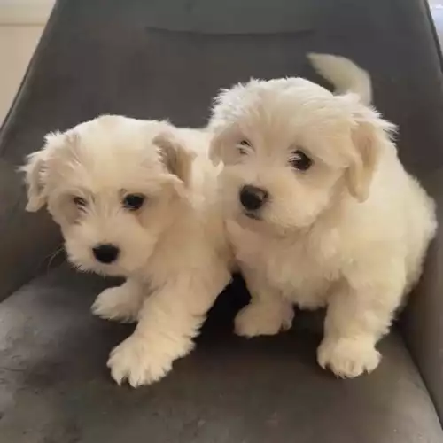 Maltese Dog For Sale in London, Greater London