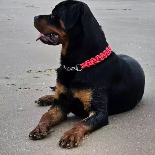 Rottweiler Dog For Adoption in St Helens, Merseyside