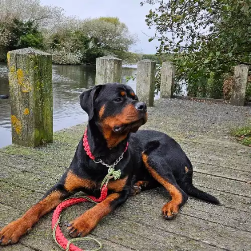 Rottweiler Dog For Adoption in St Helens, Merseyside