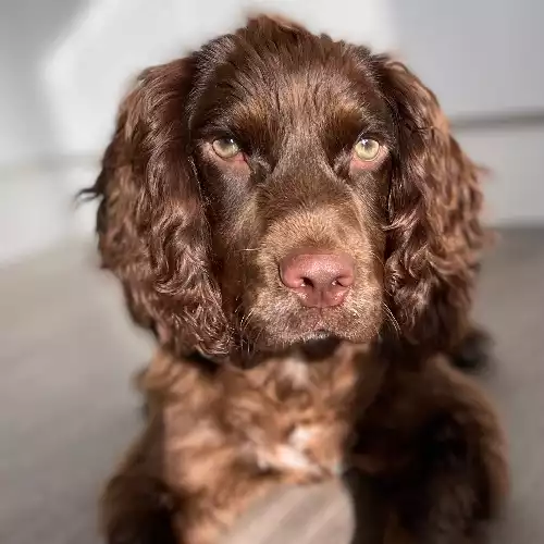 Cocker Spaniel Dog For Sale in Menai Bridge / Porthaethwy, Gwynedd, Wales