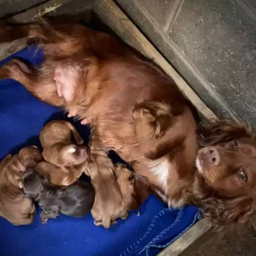 Cocker Spaniel Dog For Sale in Menai Bridge / Porthaethwy, Gwynedd, Wales