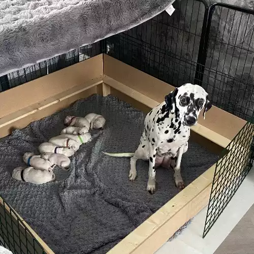 Dalmatian Dog For Sale in Doncaster, South Yorkshire