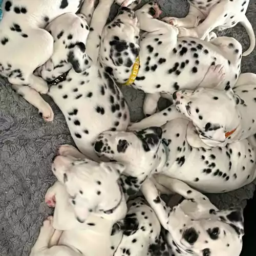 Dalmatian Dog For Sale in Doncaster, South Yorkshire