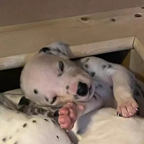 Dalmatian Dog For Sale in Doncaster, South Yorkshire