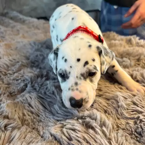 Dalmatian Dog For Sale in Doncaster, South Yorkshire