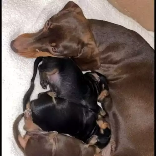 Dachshund Dog For Sale in London Minstead, Hampshire