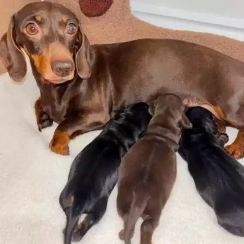 Dachshund Dog For Sale in London Minstead, Hampshire