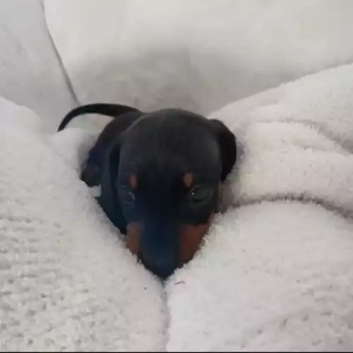 Dachshund Dog For Sale in London Minstead, Hampshire