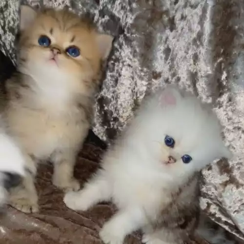 Persian Cat For Sale in Birmingham, West Midlands, England