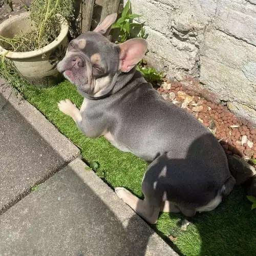 French Bulldog Dog For Adoption in Congleton, Cheshire, England