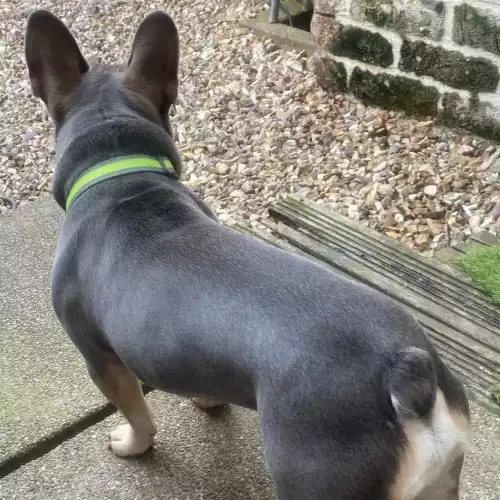 French Bulldog Dog For Adoption in Congleton, Cheshire, England