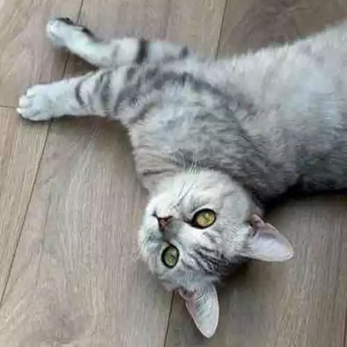 British Shorthair Cat For Adoption in Bolton, Greater Manchester, England