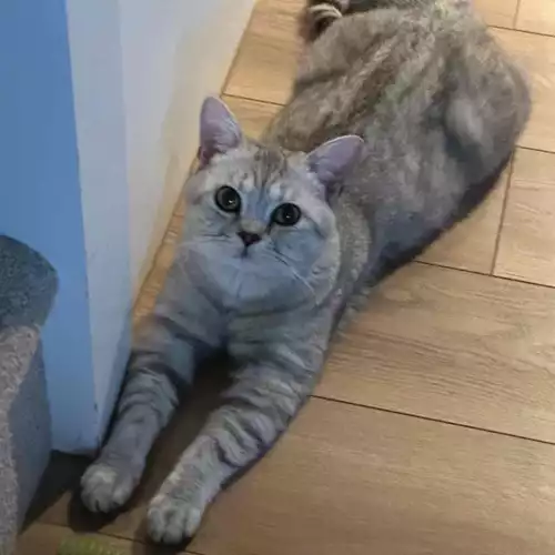 British Shorthair Cat For Adoption in Bolton, Greater Manchester, England