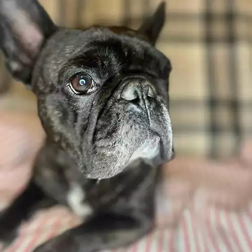 French Bulldog Dog For Sale in Wisbech