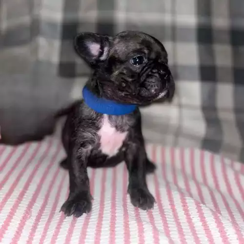 French Bulldog Dog For Sale in Wisbech, Cambridgeshire, England