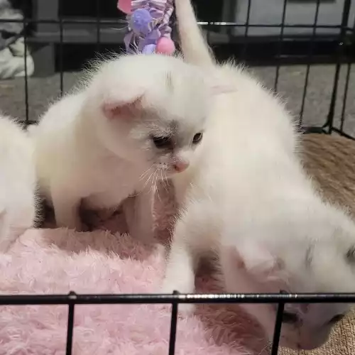 Turkish Angora Cat For Sale in Rugby, Warwickshire