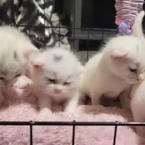 Turkish Angora Cat For Sale in Rugby, Warwickshire