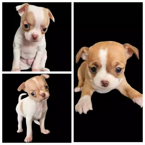 Chihuahua Dog For Sale in Newport / Casnewydd