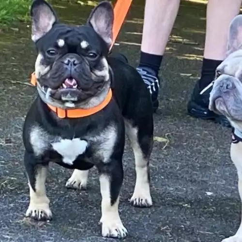 French Bulldog Dog For Stud in Huyton, Merseyside