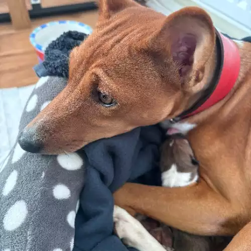 Basenji Dog For Sale in Longniddry, East Lothian