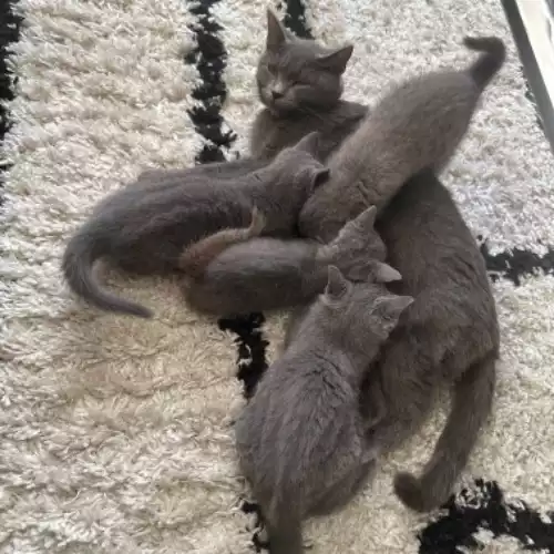 Russian Blue Cat For Sale in Stockport, Greater Manchester