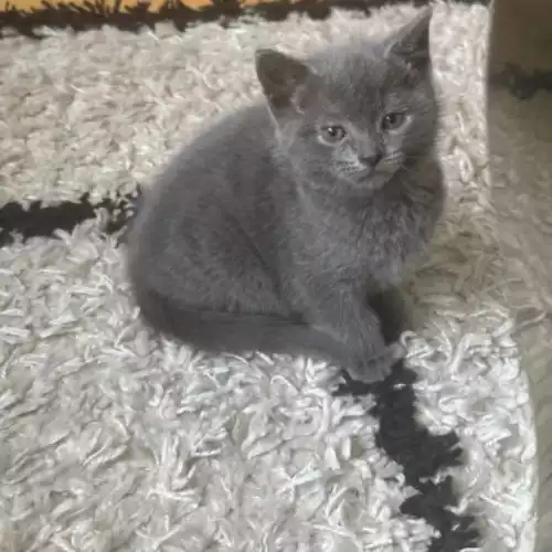 Russian Blue Cat For Sale in Stockport, Greater Manchester