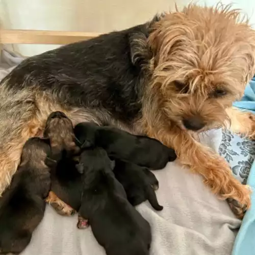 Border Terrier Dog For Sale in Retford, Nottinghamshire, England