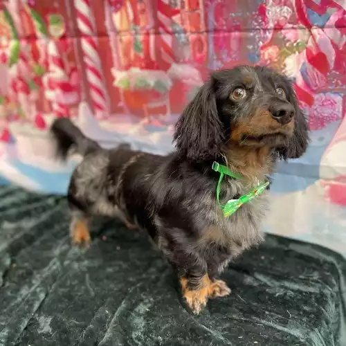 Miniature Dachshund Dog For Stud in Louth, Lincolnshire