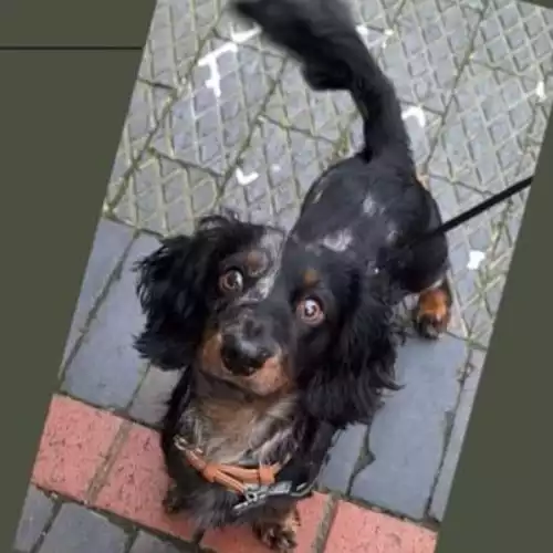 Miniature Dachshund Dog For Stud in Louth, Lincolnshire