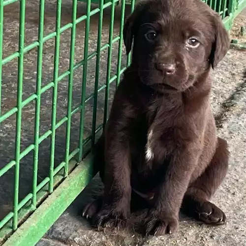 Labrador Retriever Dog For Sale in Wisbech