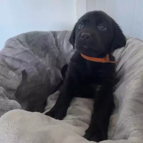 Labrador Retriever Dog For Sale in Swadlincote, Derbyshire