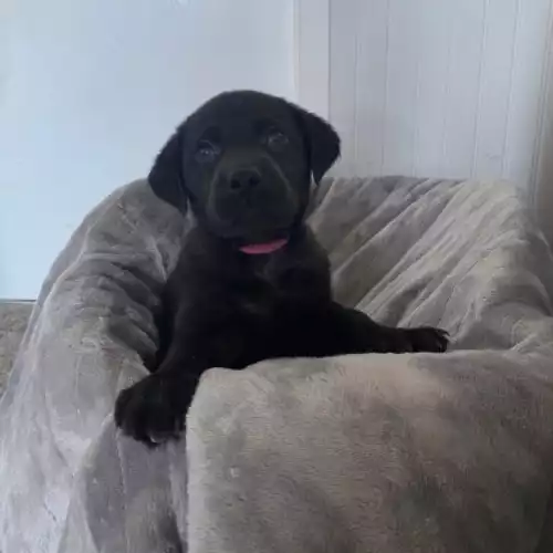 Labrador Retriever Dog For Sale in Swadlincote, Derbyshire