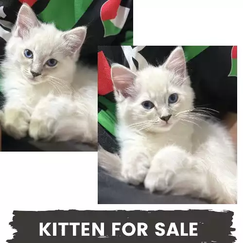 Ragdoll Cat For Adoption in Bolton, Greater Manchester