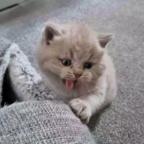 British Shorthair Cat For Sale in North Ferriby, East Riding of Yorkshire