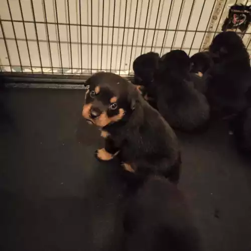 Rottweiler Dog For Sale in Leeds