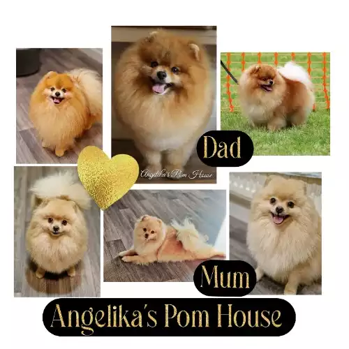 Pomeranian Dog For Sale in Boston, Lincolnshire