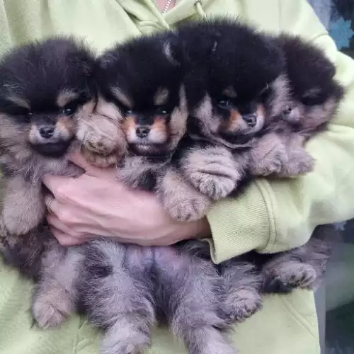 Pomeranian Dog For Sale in Boston, Lincolnshire