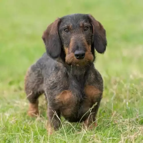 Dachshund Dog For Sale in Launceston, Cornwall