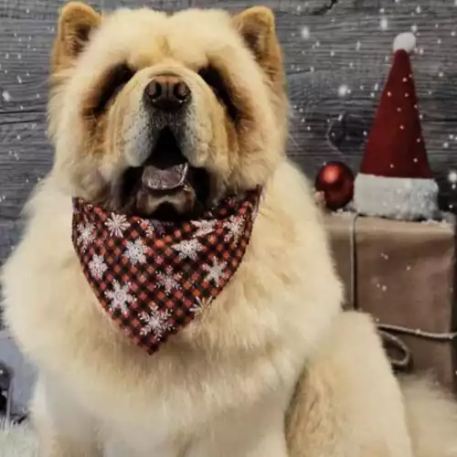 Chow Chow Dog For Stud in Runcorn, Cheshire